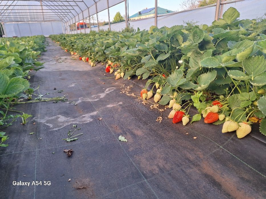 Stoloni căpșuni soi timpuriu  Clery