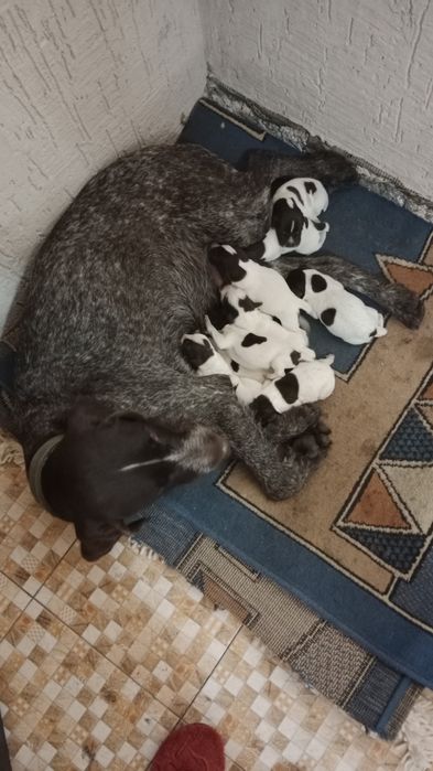 Продам щенков дратхаар