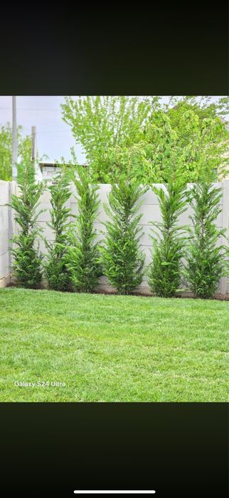 Tuia Leylandii Cupressus- Cel mai bun Pret