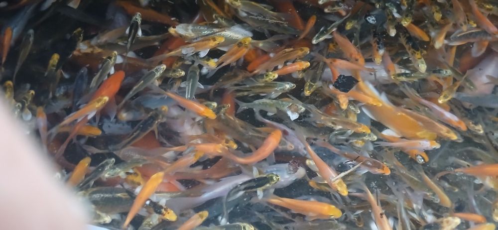 Puiet Crapi koi butterfly (voalați)