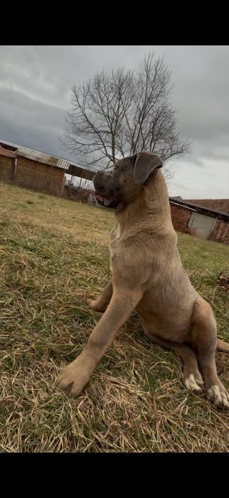 Catelusa Cane Corso