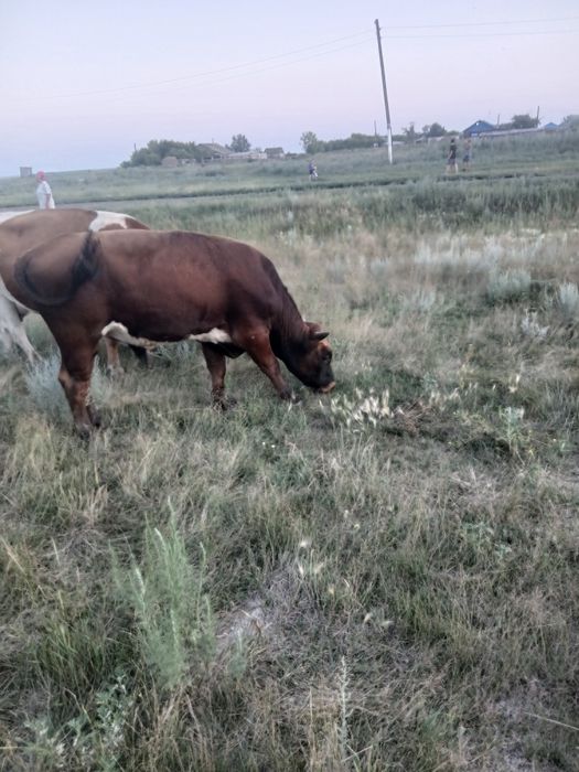 Срочно продам бычка