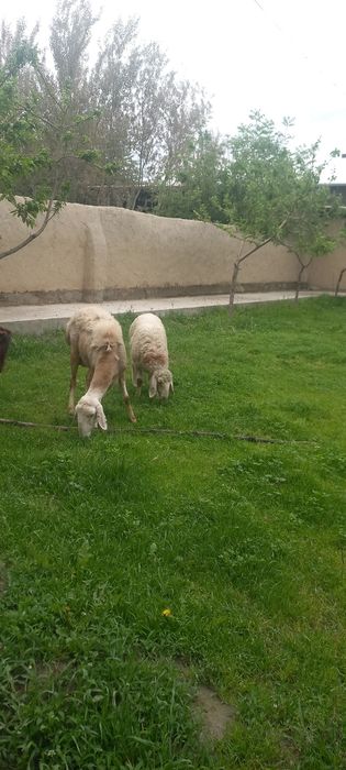 Шу она бола куйлар сотилади йиб ичишига гарантия соглом парода Афганис