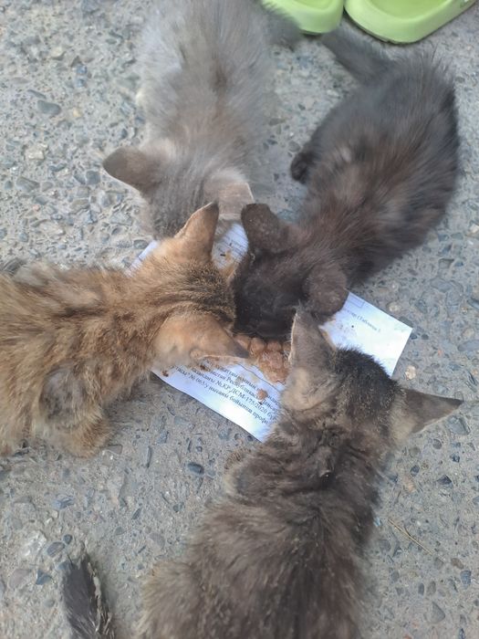 Котята милые, шустрые, игривые