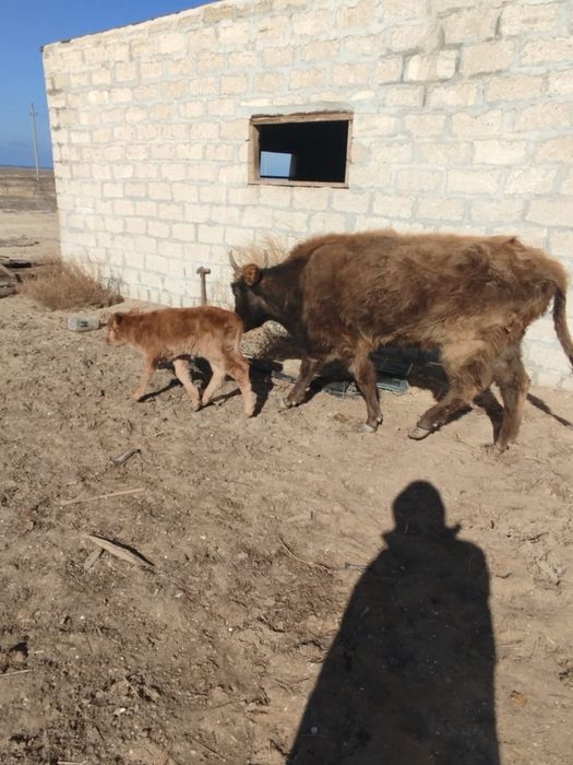 Сиыр сатылады бұзауымен