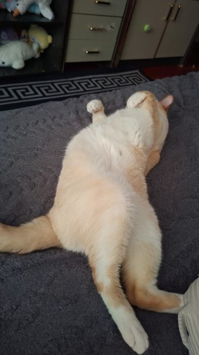 Отдам Кота бесплатно