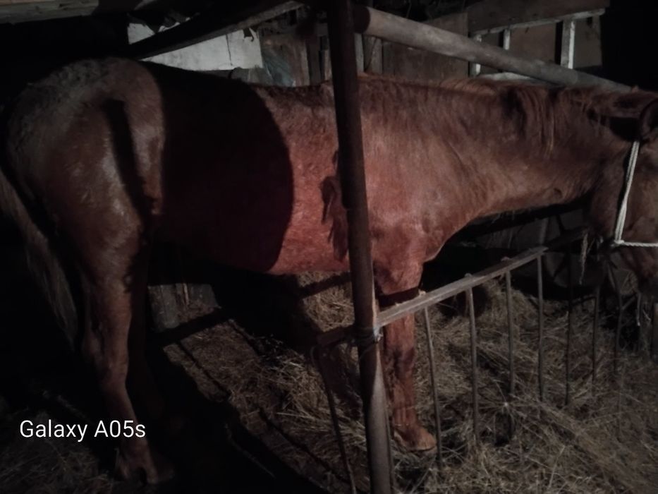 Продам жеребца 2 г