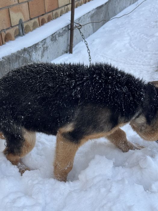 Щенок немецкая овчарка