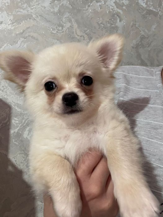 Чихуахуа девочка