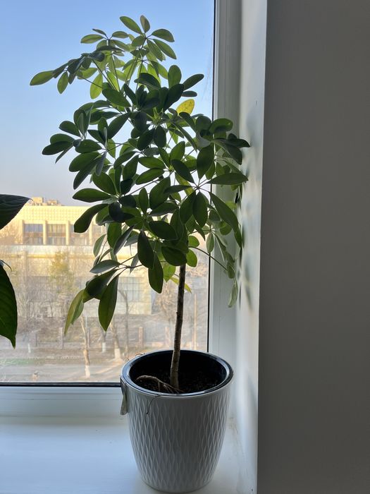 Комнатные цветы не дорого