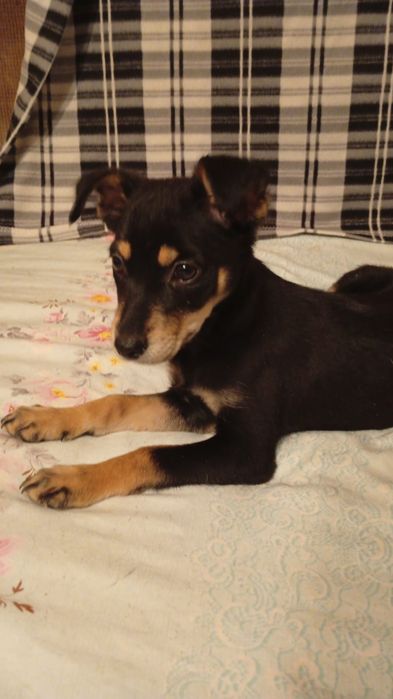 Отдам в добрые руки