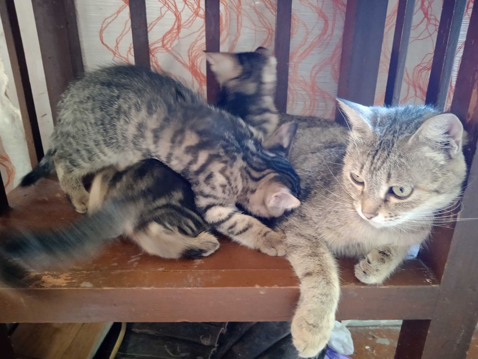 Ищем дом для малышей 1,5 мес