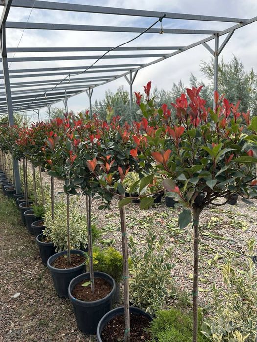 Fotiniya Red Robing на штампе Италия
