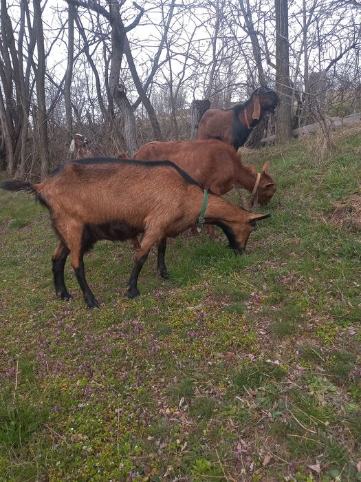 Vînd capră alpină cu doi iezi pereche
