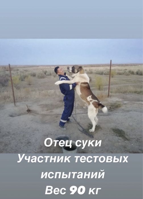 Алабай продам тяж
