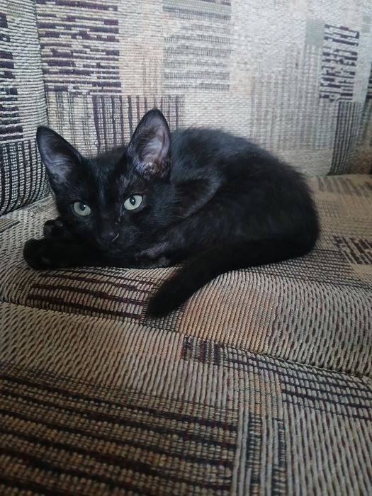 Котенок мальчик в семью