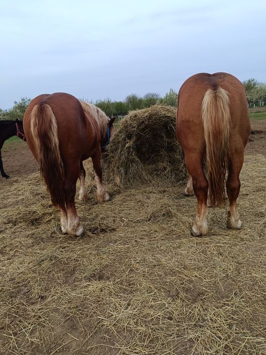 De vânzare 2 mânji