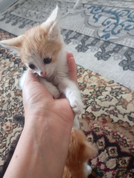 Мушукчалар акилли