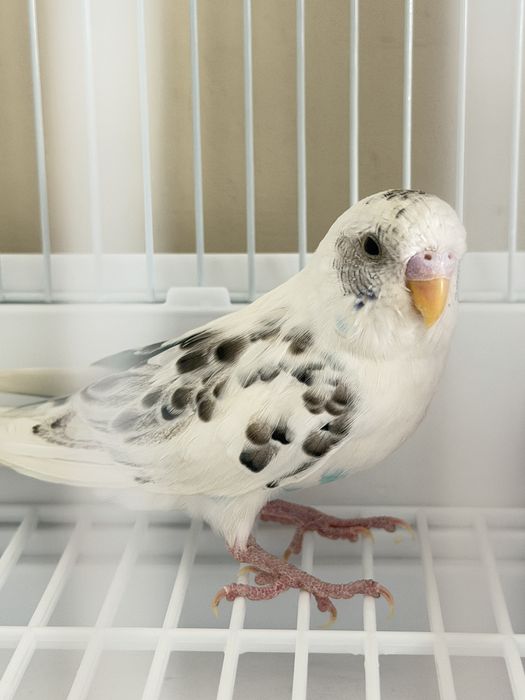 Продам попугая волнистого