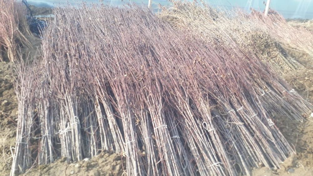 Саженцы плодовых