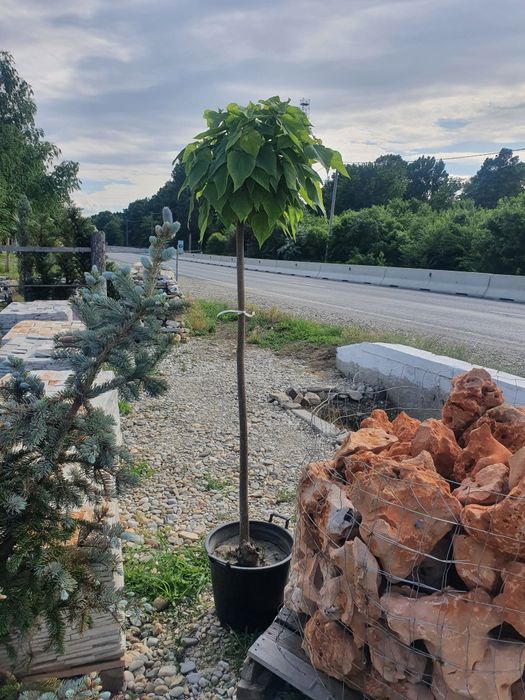 Catalpa   plante ornamentale