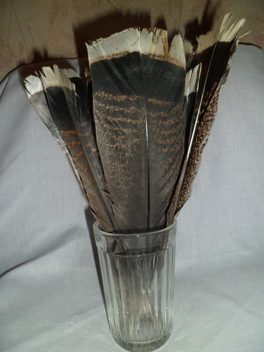 Перья Орла длина пера– 27-29 см.