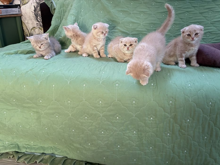 Pisici scottish fold si scottish straight