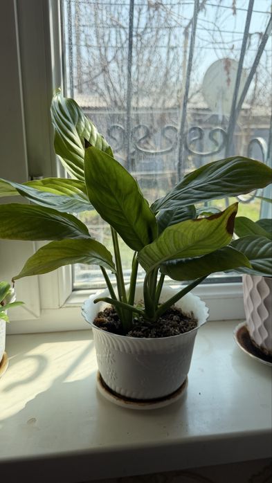 Комнатные цветы