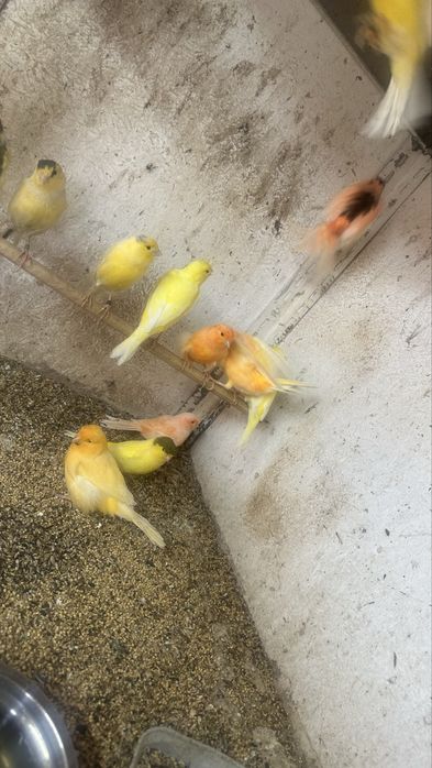 Canari diverse culori masculi/femele
