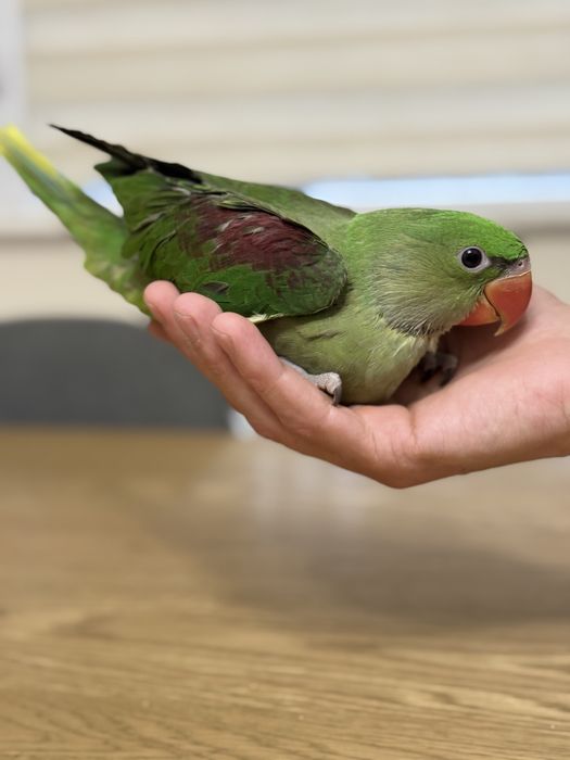 Ръчно хранен Голям Александър