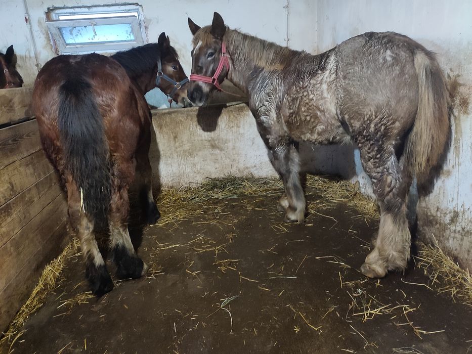 vand mânji frumoși