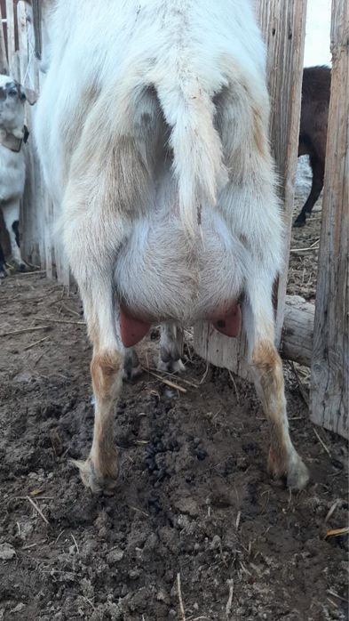 Заненский пародалы сауынды ешкі