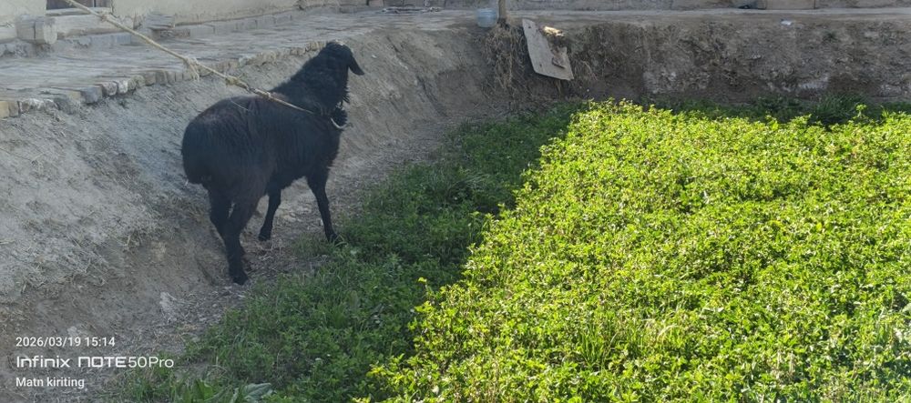 Boqilgan qõchqor sotiladi