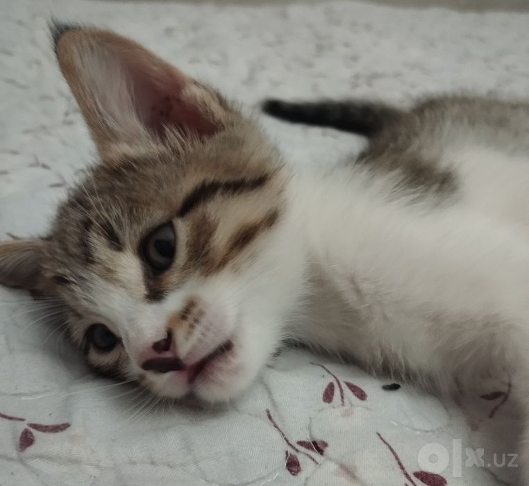 Котёнок домашний.