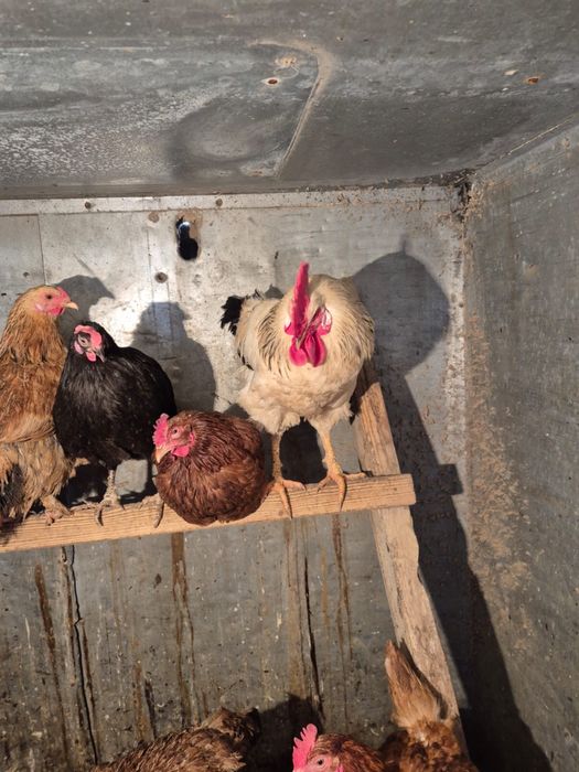 продам адилерский петух 4 штук