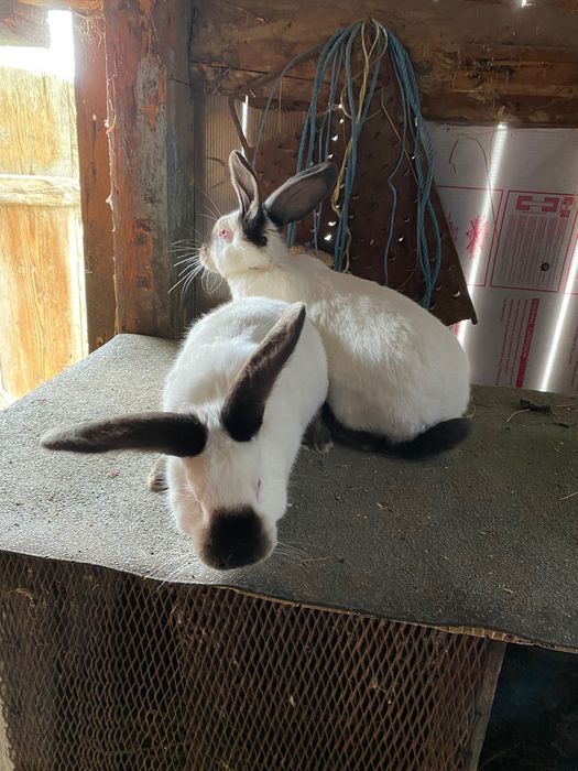 Iepurii de rasă de vânzare