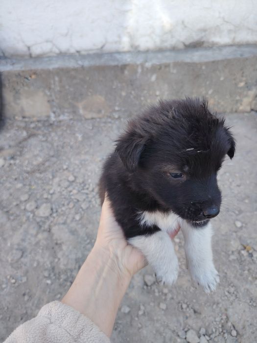 Отдам щенков в добрые руки. Возраст месяц