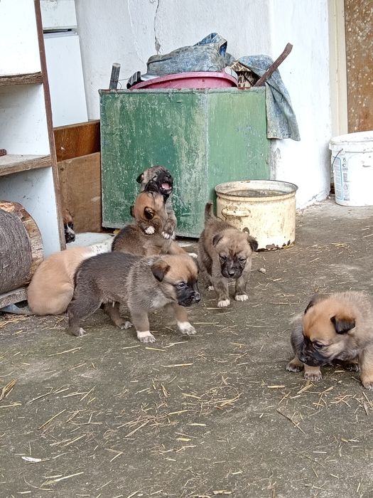 Продавам кученца