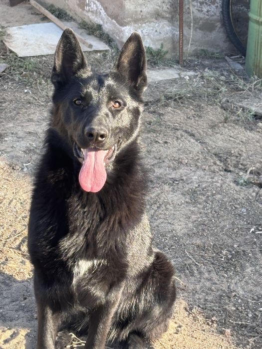 Продам немецкую овчарку