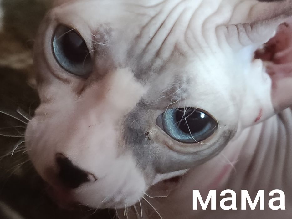 Котята Донские сфинксы  без шерстный, велюровый, браш