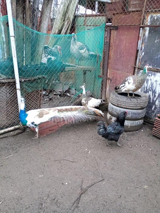 Pauni arlechin maturi și tineri arlechin .