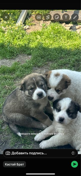 Алабай щенки …….