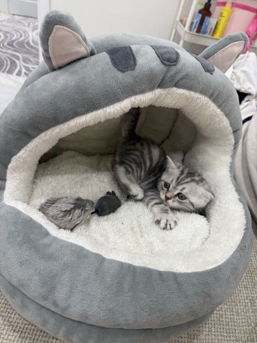 Красивый котёнок в добрые руки