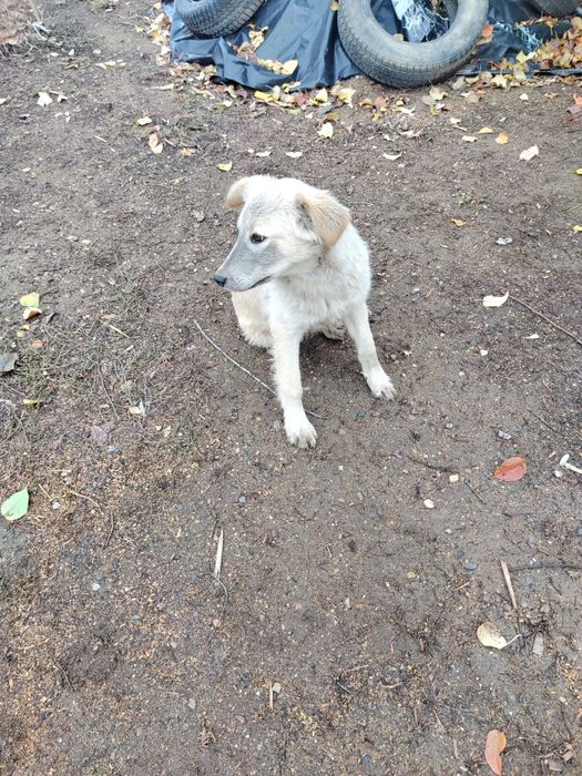 Бесплатно в добрые ручки !!