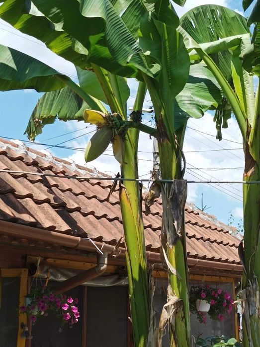 бананови палми вкоренени в саксий