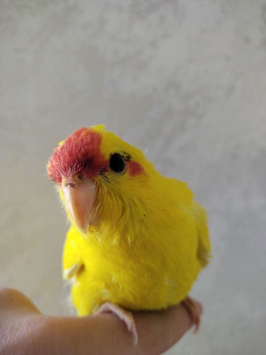 Ruchnoy popugay kakarik sotiladi