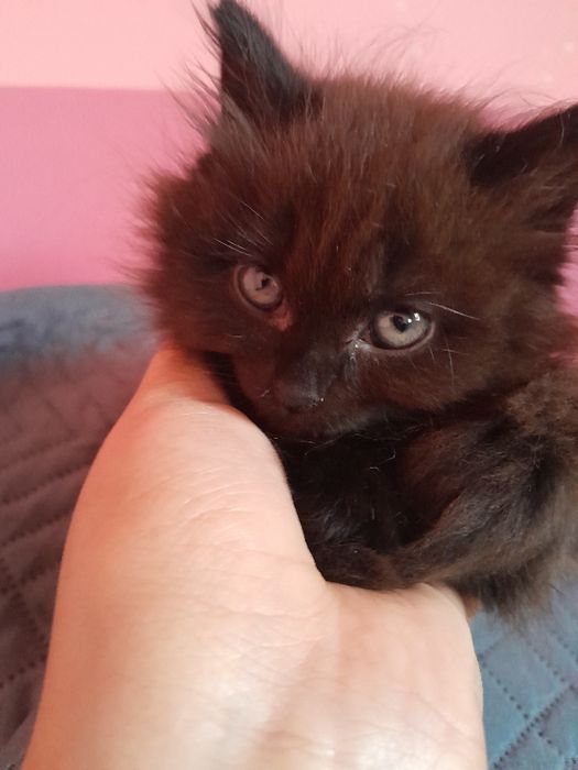 Котёнка  сибирская