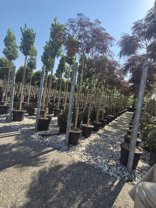 Plante ornamentale livrare gratuita