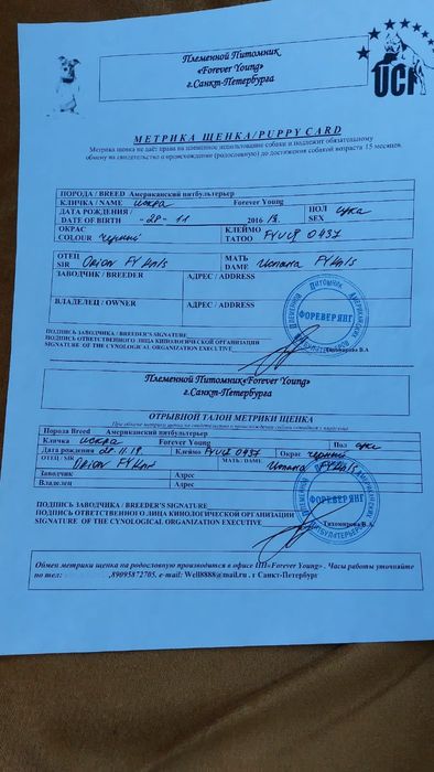 Питбуль девочка  3 г.