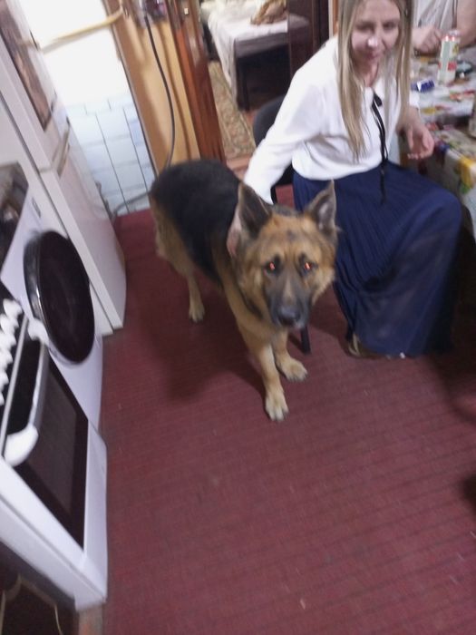 Вязка восточно- европейская овчарка